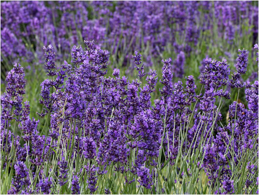 lavanda selvatica