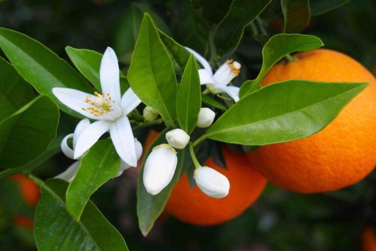 fiori di arancio