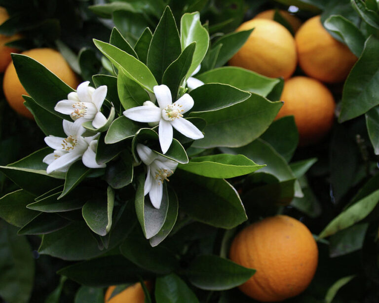 fiori di mandarino