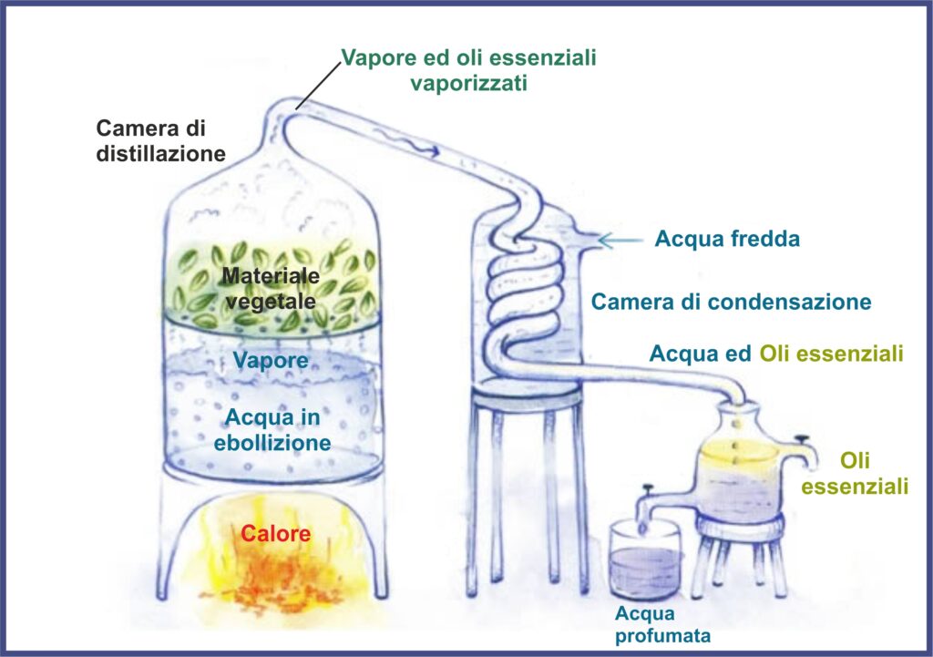 distillazione olio essenziale Rosmarino plus - In Herba 