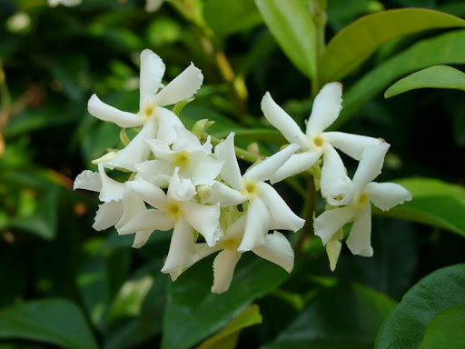 fiori di gelsomino